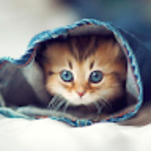 Meet your Posher, Julia